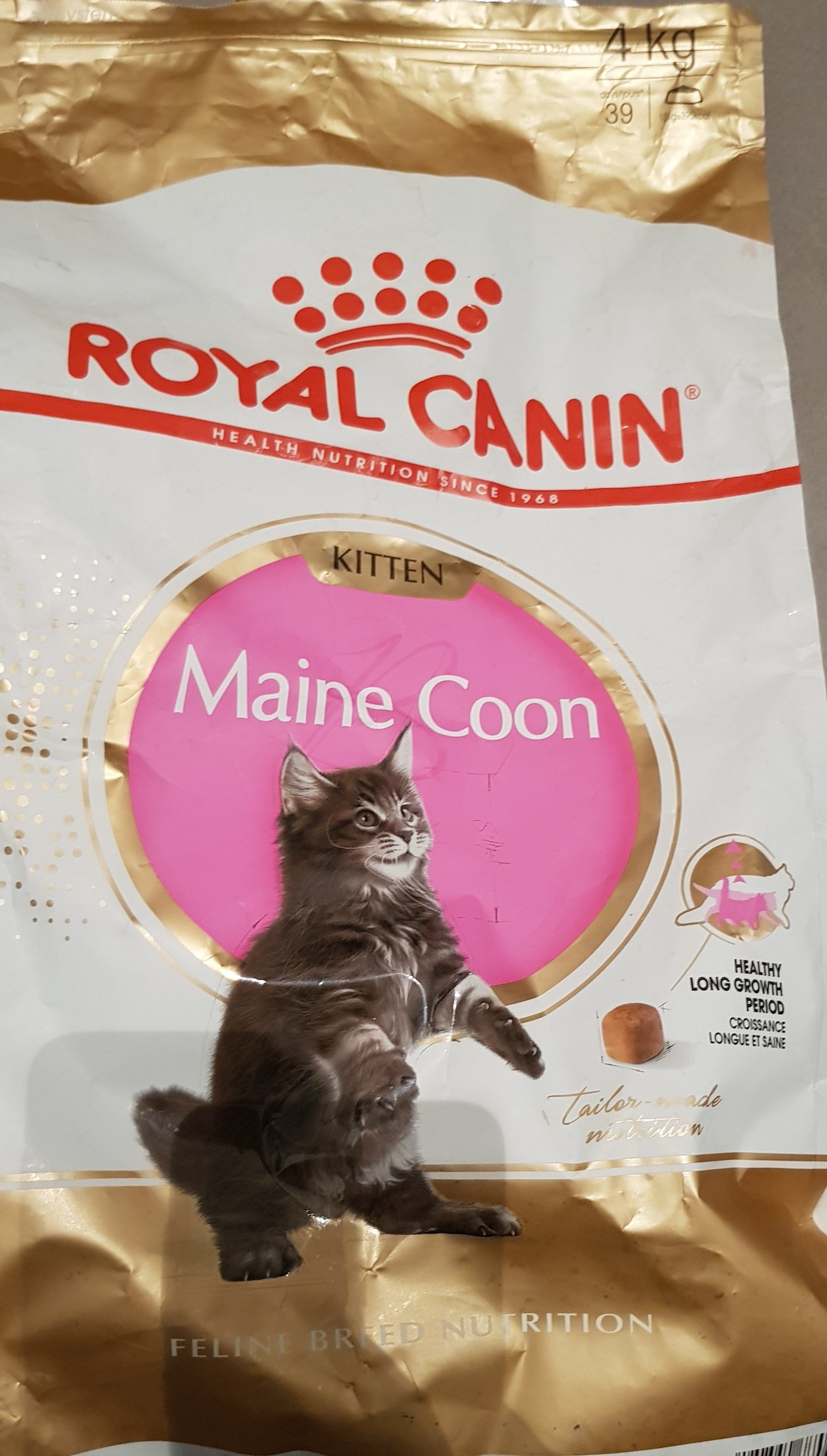Maine Coon Kitten - Product - fr